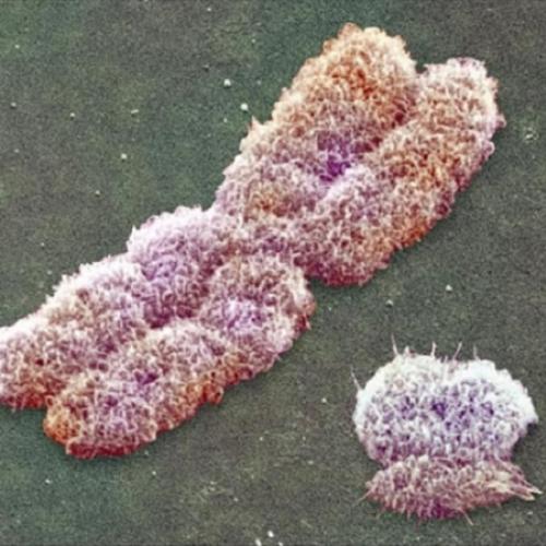 Cientistas criam cromossomo 100% sintético