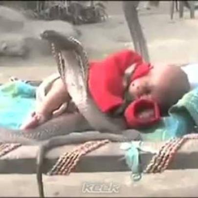 Assista este vídeo de um bebê dormindo com 4 cobras najas