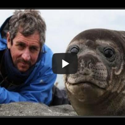 Homem deita ao lado de foca bebê e acontece algo emocionante