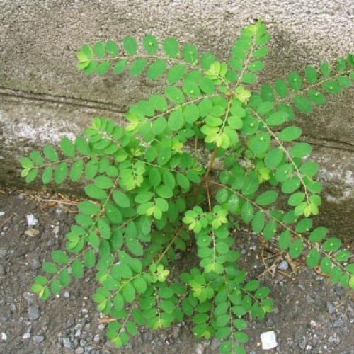 Quebra-pedra é Phyllanthus niruri