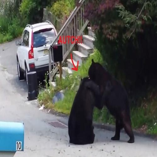 Dois ursos a lutar numa rua de Nova Jérsia? Ah…nada de novo por aqui!