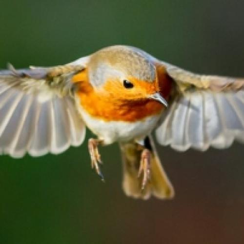 Cientistas descobriram como as aves veem os campos magnéticos da Terra