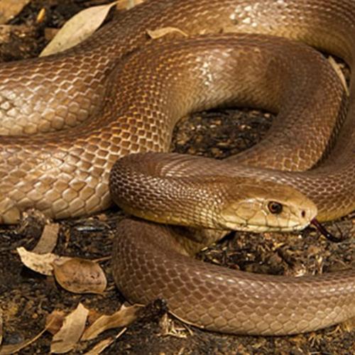 Conheça as 5 cobras mais venenosas do mundo
