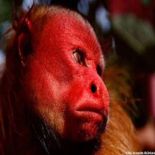 Conheçam o Uacari: o primata de cara vermelha