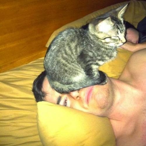 Para gato qualquer lugar pode ser confortável