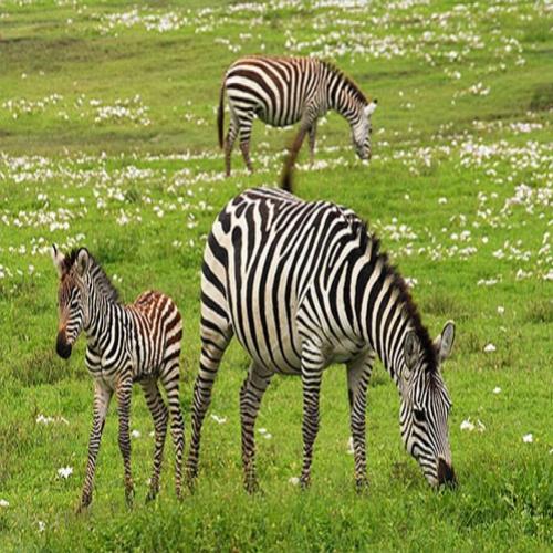 Por que realizar um Safári na Africa no Parque Serengeti?