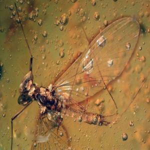 Tomografia em 3D revela ‘carona pré-histórica’ em inseto fossilizado