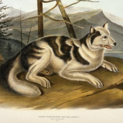 Conheça as raças de cães que foram extintas