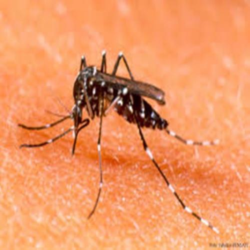 Principais dúvidas da dengue saiba o sintomas e tratamento