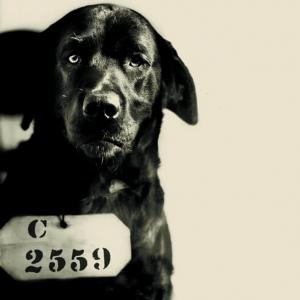 Cachorro mata gato e é condenado à prisão perpétua nos Estados Unidos