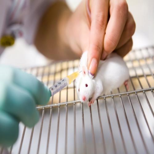 Injeção contra câncer elimina tumores em ratos