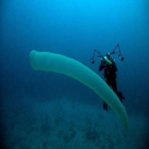 Criatura tubular gigante do fundo do mar?