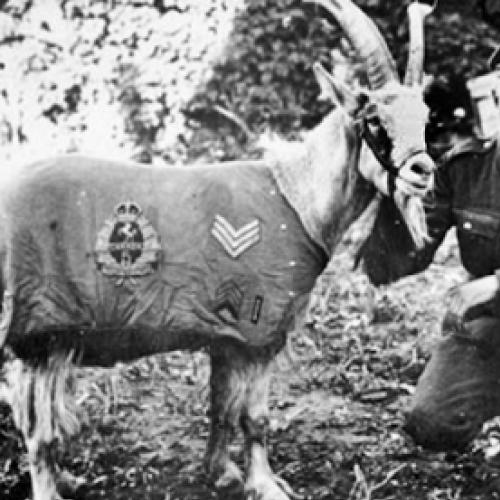 Os maiores guerreiros do mundo animal #6