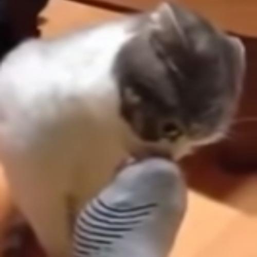 Reação hilária de um gato ao sentir o chulé do dono