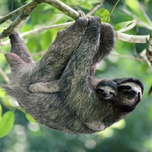 Bicho-preguiça: Arriscando a vida pelo Alimento