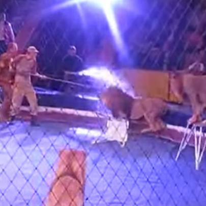 Domador é atacado por leões em circo ucraniano