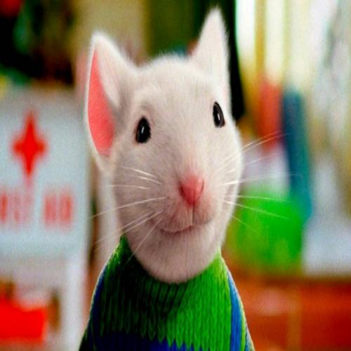 Ordem dos filmes Stuart Little