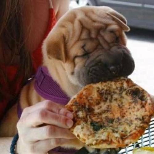 Cães que não dispensam uma pizza