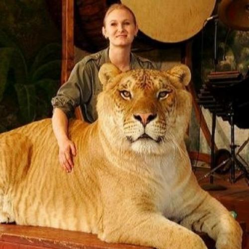 Animais Híbridos