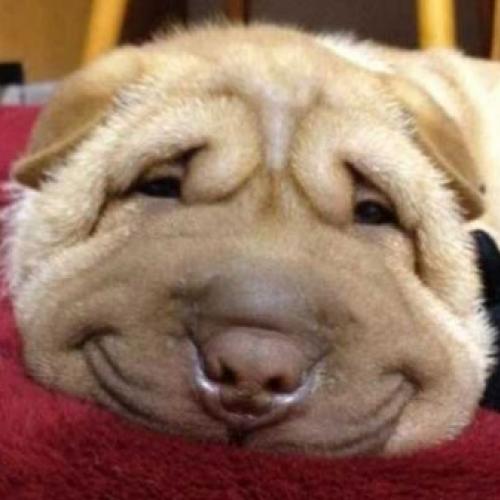 15 Imagens de animais sorrindo que fará você rir muito! 