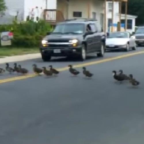 55 patos atravessando a rua em fila