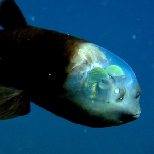 Vídeo mostra o raro peixe Olhos de Barril