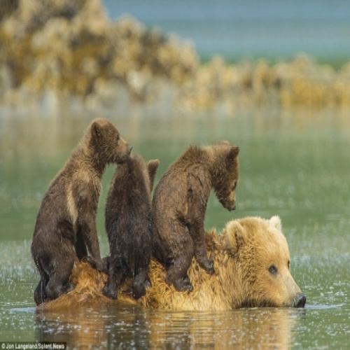 No Alasca, mamãe ursa leva filhotes nas costas durante travessia 