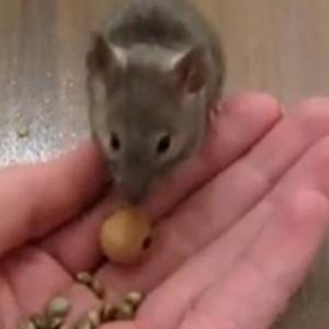 Incríveis ratinhos treinados