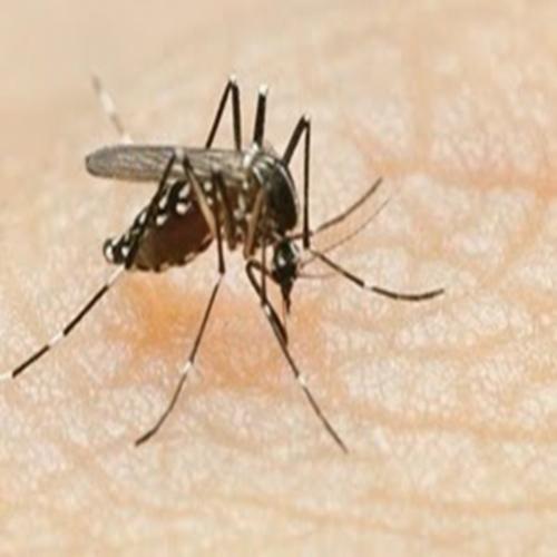 Principais dúvidas da dengue saiba o sintomas e tratamento 