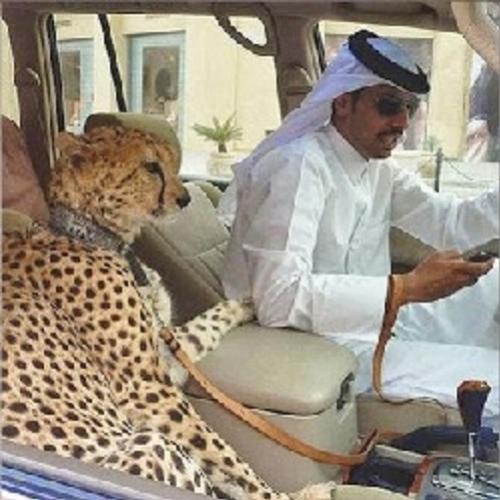 11 coisas extravagantes que só existem em Dubai.