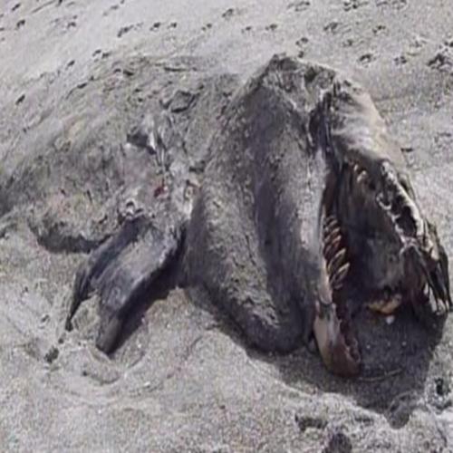 Monstro marinho de 9 metros é encontrado em praia na Nova Zelândia