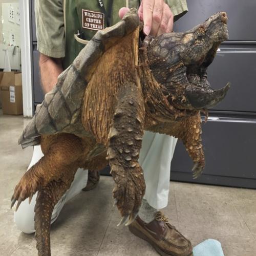 Tartaruga com 24 kg é resgatada por bombeiros de tubulação nos EUA 