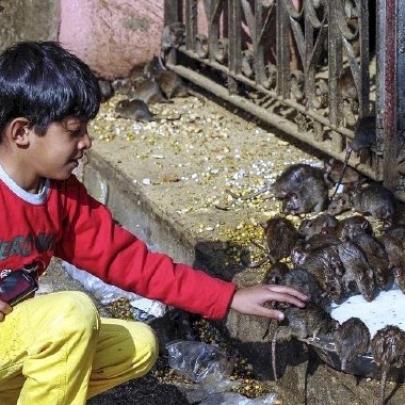 Um templo de ratos imundos na Índia