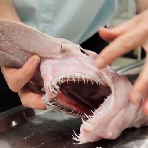  Foi capturado na Austrália um tubarão alienígena