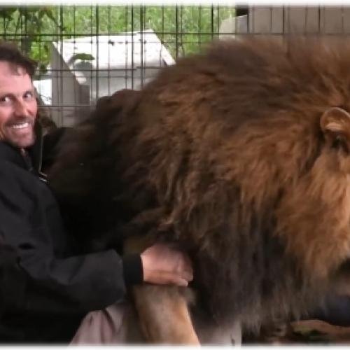 Ataque de amor do leão em cativeiro - ensinando como tratar os animais