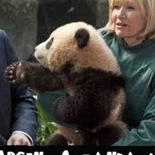 Georgen, o panda educado