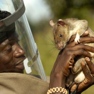 Os ratos engenheiros de Moçambique