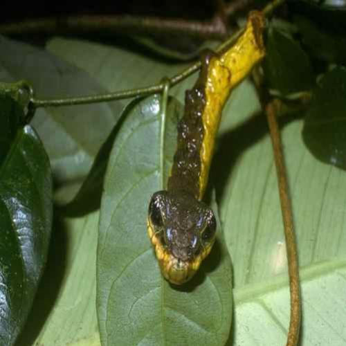 A Lagarta-Cobra