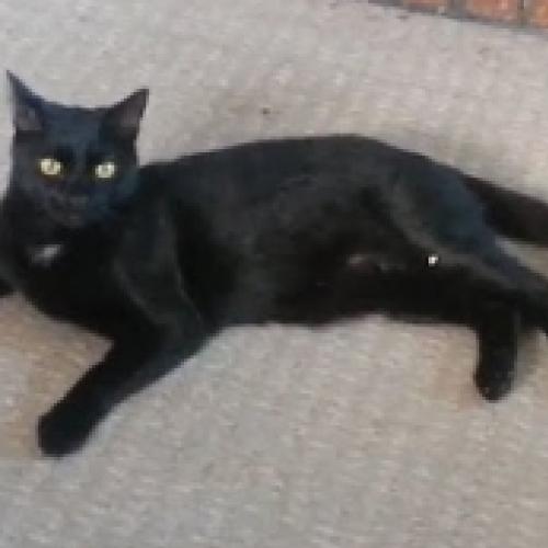 Os gatos pretos mais engraçados da internet