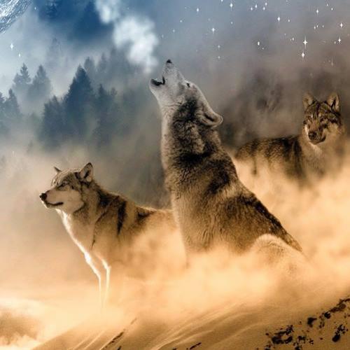 Porque os lobos uivam para a lua?