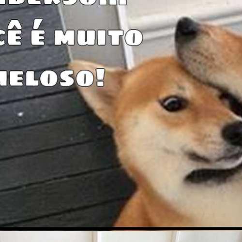 Anderso, o cão meloso