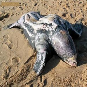 Estranho animal marinho causa pânico na praia