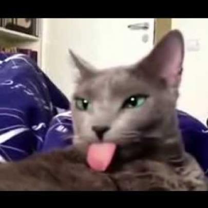 Gato estranho com língua muito estranha, veja vídeo do que ele faz.