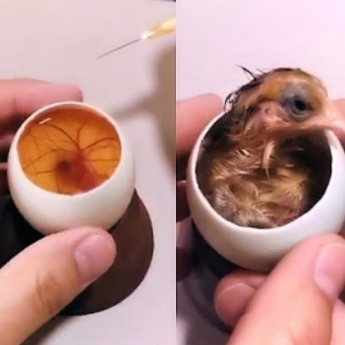 Crescendo um pintinho em um ovo aberto