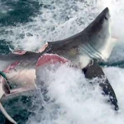 Monstro que devorou tubarão pode ter mais de 6 metros