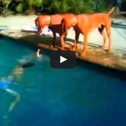Cães em pânico ao ver seu dono afundar na água e pula para salva-lo
