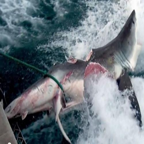 Monstro devorador de tubarão pode ter mais de 6 metros