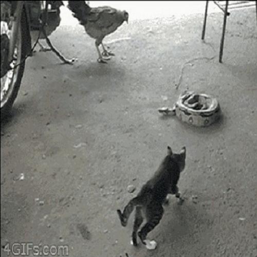 O que acontece se um gato brincar com uma cobra?