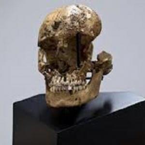 Crânio mutilado revela antigas práticas de canibalismo em Jamestown