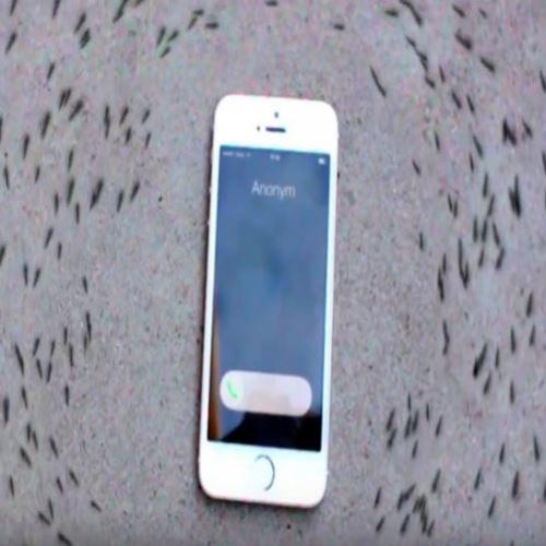 Por que as formigas ‘dançam’ quando este smartphone toca?